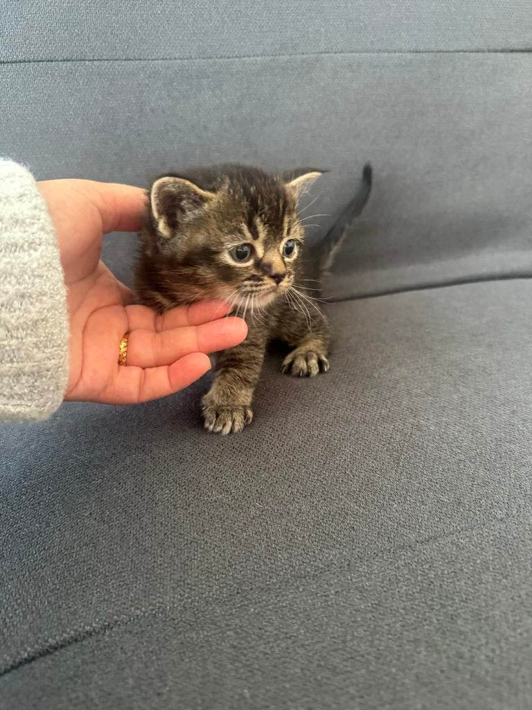 Brietse korthaar kitten (kruising) laatste beschikbaar, Dieren en Toebehoren, Meerdere dieren