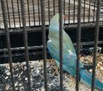 Halsband parkiet, Dieren en Toebehoren, Geslacht onbekend, Parkiet, Geringd