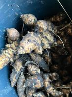 Aardperen of tompinamboer BIOLOGISCH, Ophalen, Voorjaar, Volle zon, Knol