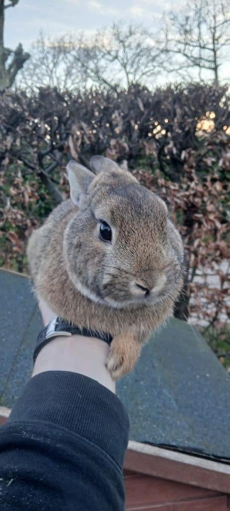 Super mooie en makkelijke kleur dwerg ram, Dieren en Toebehoren, Konijnen, Mannelijk, Dwerg, 0 tot 2 jaar