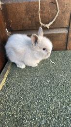 Kindvriendelijke dwergjes, leeuwenkopjes, fluffies+vosjes, Meerdere dieren, Dwerg, 0 tot 2 jaar