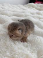 Britse Korthaar kittens (golden), Dieren en Toebehoren, Kater