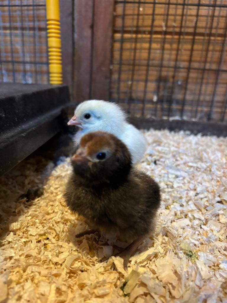 Kuikens witte leghorn en brabanter, Vrouwelijk, Kip