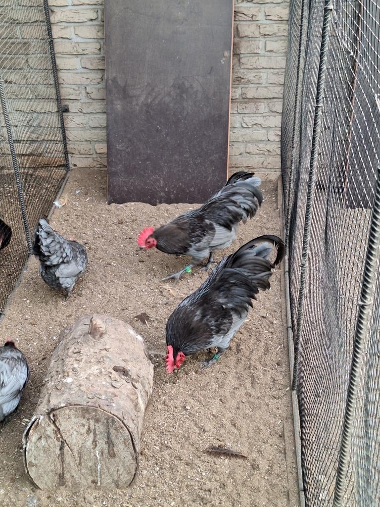 Te koop prachtige Australorp kriel hanen., Dieren en Toebehoren, Pluimvee, Mannelijk, Kip