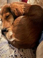 Langharige dwergteckel 7 maanden, Parvo, 15 weken tot 1 jaar, Teef, Dwerg