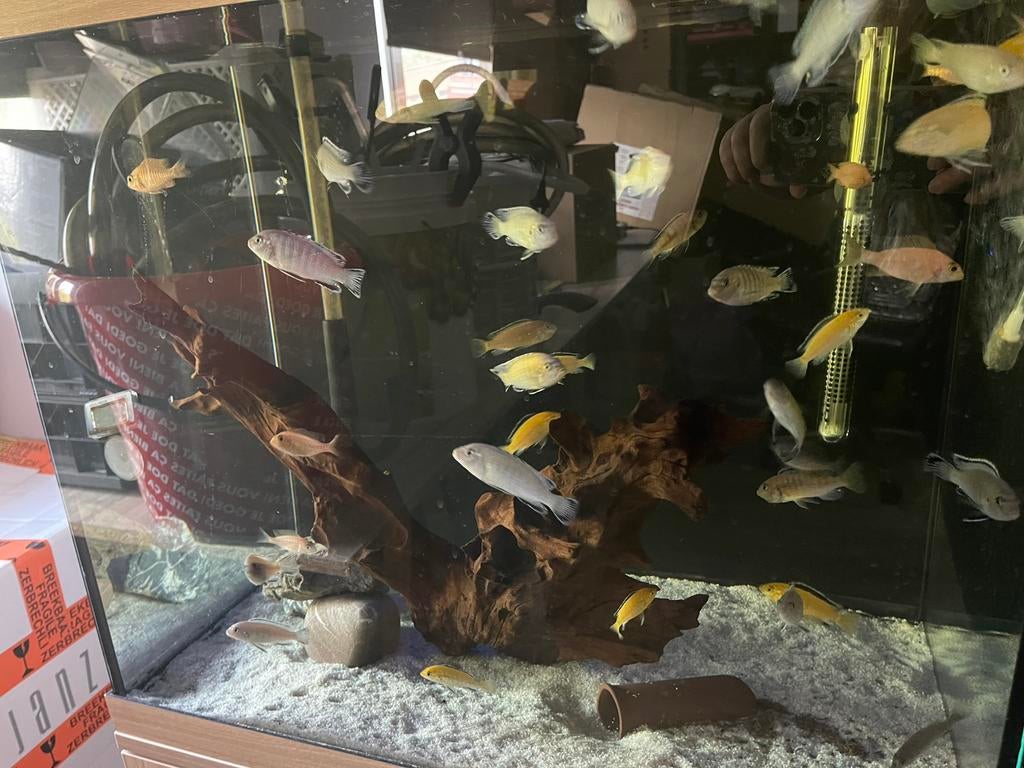 Diverse Malawi cichliden, Dieren en Toebehoren, Vissen | Aquariumvissen, Vis