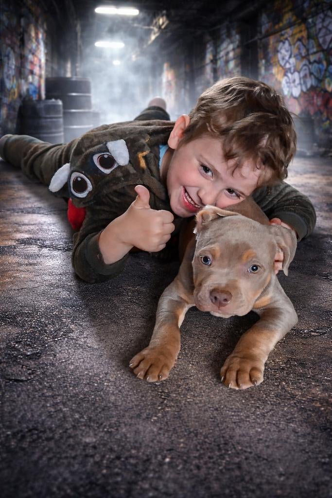 Pocket bully pup reutje, 8 tot 15 weken, Parvo, Eén hond, Nederland