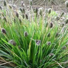 Sesleria Heufleriana, blauwgras, donkere pluim. P9 planten, Vaste plant, Siergrassen, Ophalen of Verzenden, Halfschaduw