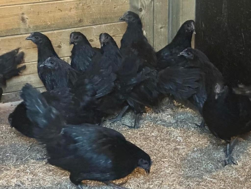 Ayan cemani kippen, Dieren en Toebehoren, Pluimvee, Vrouwelijk, Kip