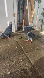 Kopel postduiven, Meerdere dieren, Postduif