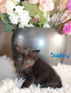 Ragdoll Black solid katertje met stamboom, Dieren en Toebehoren, Kater, Met stamboom, 0 tot 2 jaar