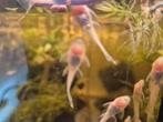 Jonge albino ancistrus, Vis