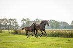 TE KOOP 7 JARIGE MERRIE  EBONY X MARLON, Dieren en Toebehoren, Paarden, Merrie, Dressuurpaard, 3 tot 6 jaar, 165 tot 170 cm