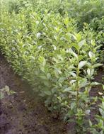 Liguster, Tuin en Terras, Ophalen, Liguster, Minder dan 100 cm