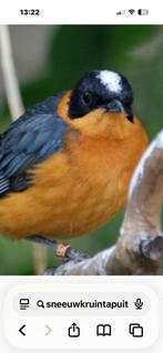 Man Sneeuwkruin Tapuit, Mannelijk