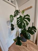 Monstera (gatenplant) 3, Huis en Inrichting, Kamerplanten, Ophalen, 100 tot 150 cm, Overige soorten, Halfschaduw