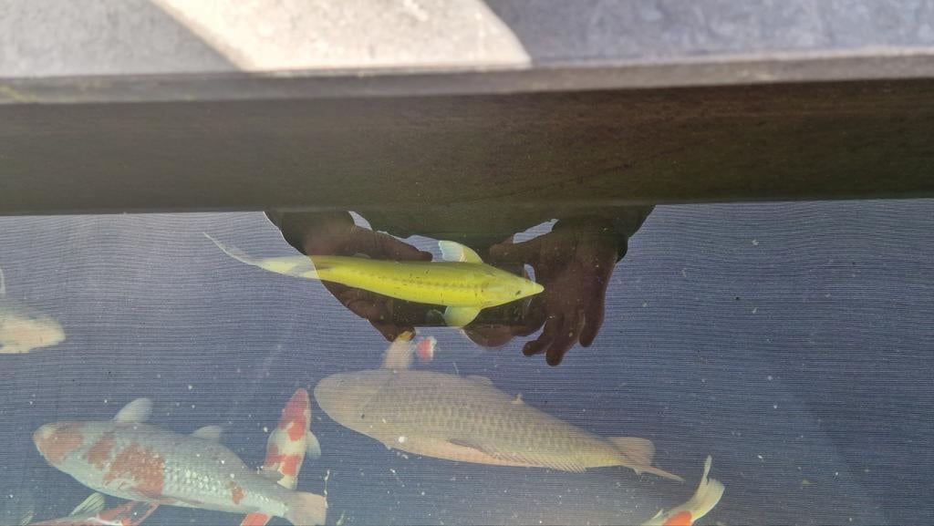 Albino steur tekoop., Dieren en Toebehoren, Steur