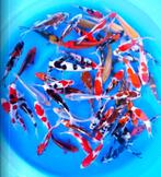 Japankoi, Tosai Koi in eerste levensjaar 8 tot 22cm groot, Dieren en Toebehoren, Karper of Koi