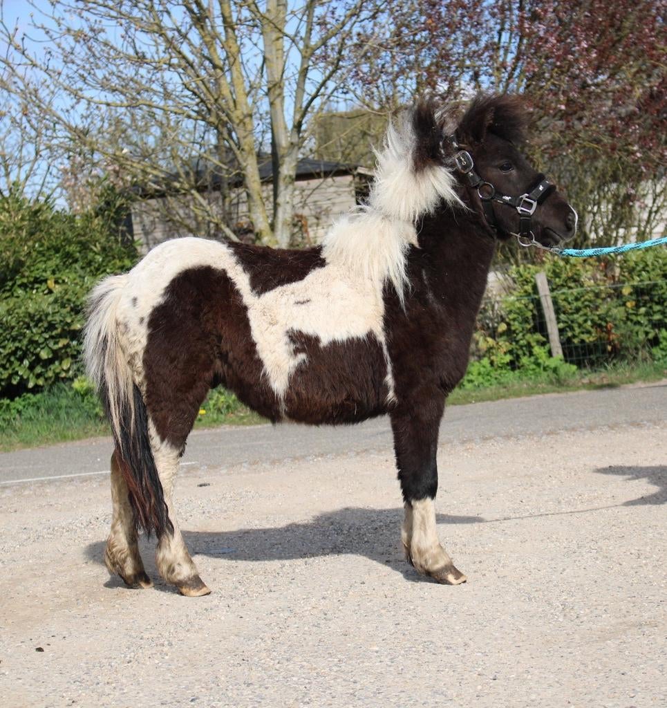 Te koop 7 super knappe shetlander en een betuigd A pony, Dieren en Toebehoren, Pony's, Ruin, A pony (tot 1.17m), Recreatiepony
