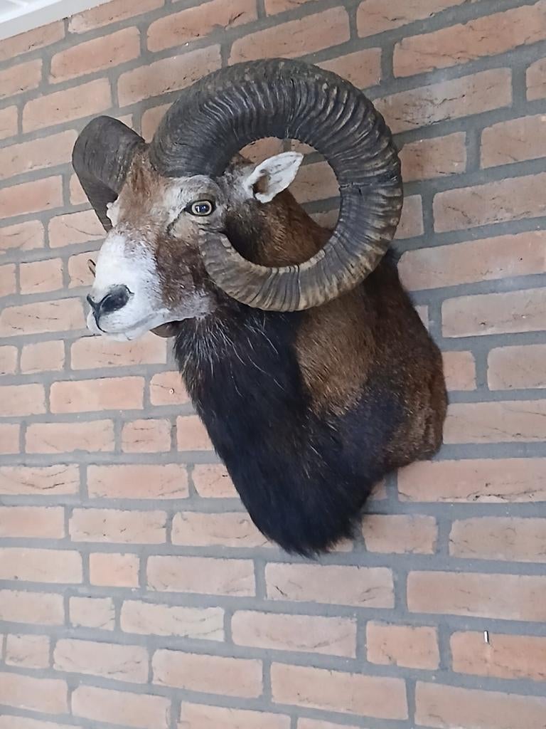 Kapitale moeflon ramskop, landelijk stoer en prachtig schaap, Ophalen of Verzenden, Nieuw, Wild dier, Gewei of Kop