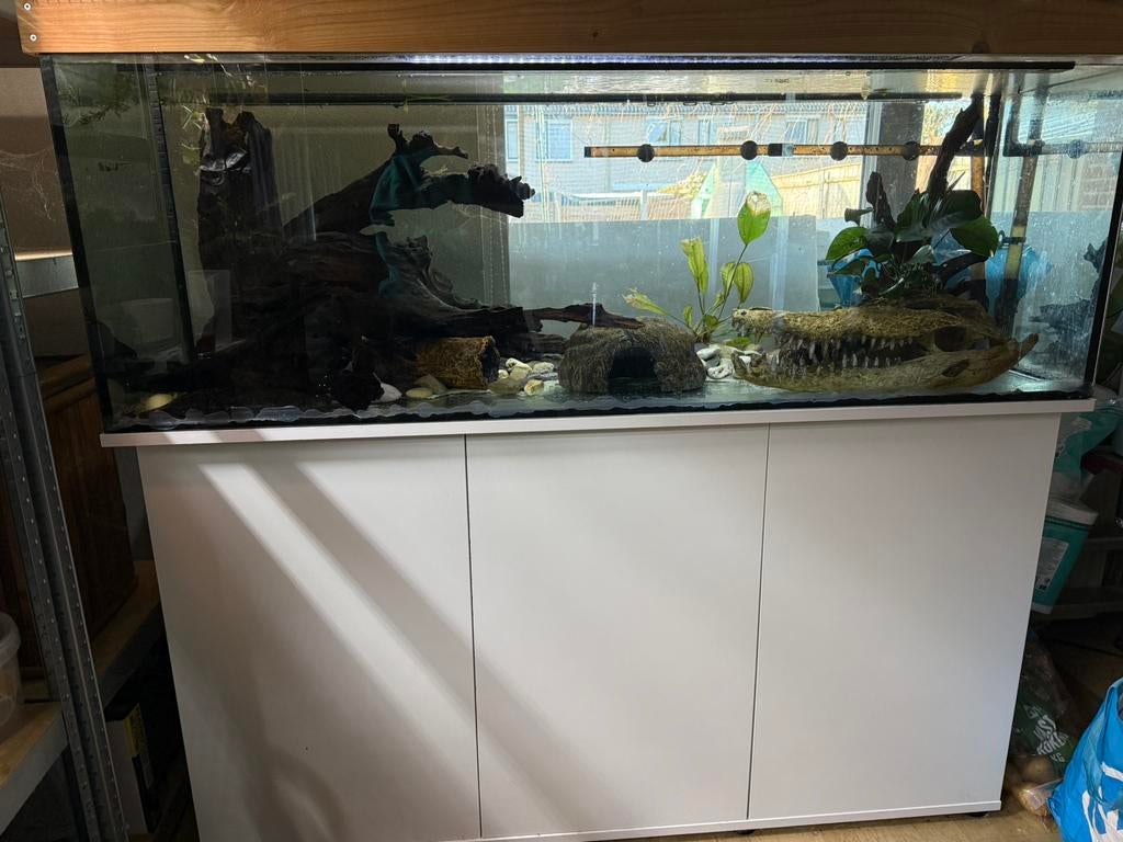 Aquarium 150x50x50 plus 3 volwassen axolotls, Ophalen, Zo goed als nieuw