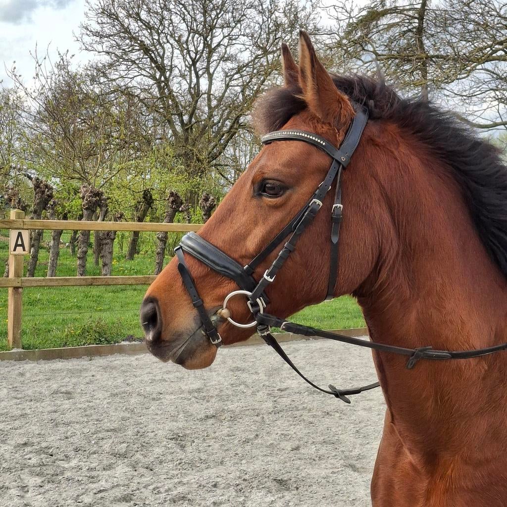 New Forest D-pony, Dieren en Toebehoren, Pony's, Merrie, L, D pony (1.37m tot 1.48m), Dressuurpony, 11 jaar of ouder, Met stamboom