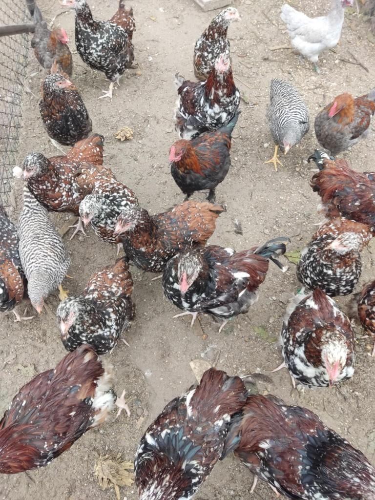 pluimvee, Dieren en Toebehoren, Meerdere dieren, Kip