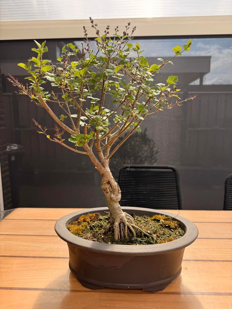 Pre bonsai Syringa pubescens, Overige soorten, Volle zon, Vaste plant, Ophalen of Verzenden
