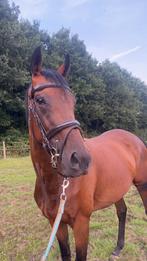 Super lieve 5 jarige bruine merrie, Dieren en Toebehoren, Paarden, Merrie, Met stamboom, Zadelmak, 3 tot 6 jaar