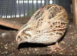 Kanaries..., Dieren en Toebehoren, Vogels | Kanaries, Zangkanarie, Vrouwelijk