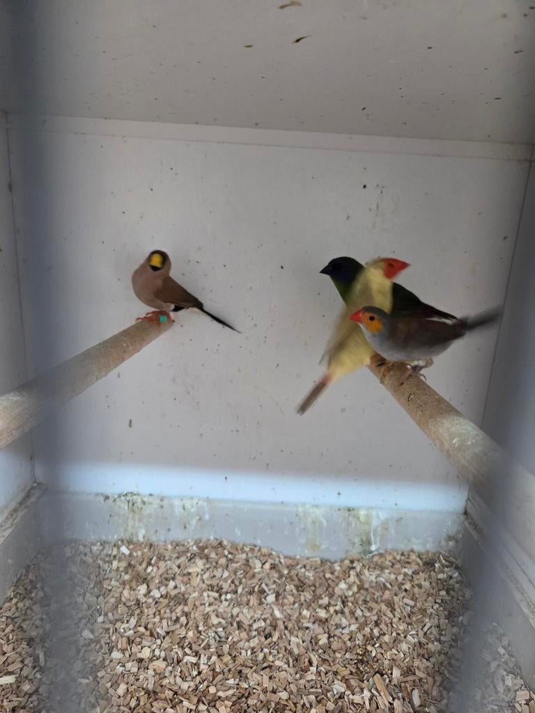 Losse tropen, Mannelijk