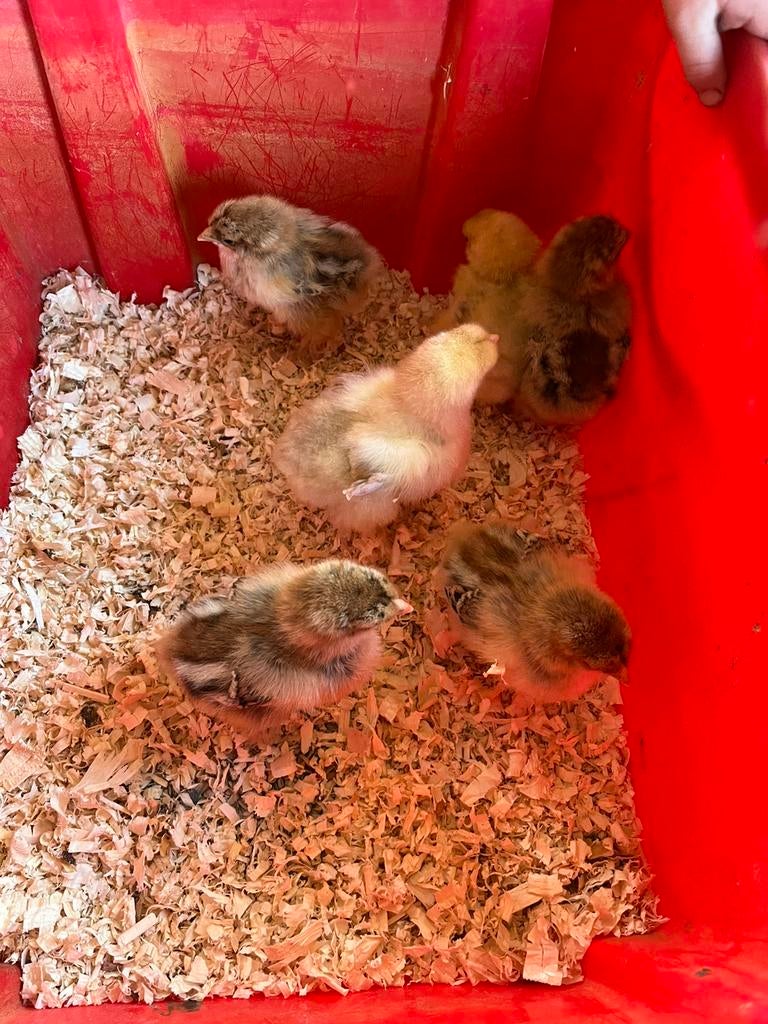 Brahma groot kuikens ( hennen), Dieren en Toebehoren, Vrouwelijk, Kip