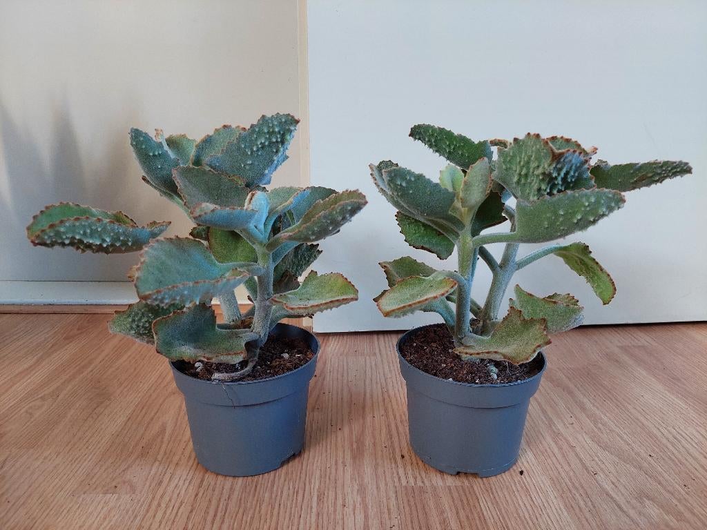 Kalanchoë Beharensis - Olifantsoor/Groene Kalanchoë H: 27 cm, Huis en Inrichting, Kamerplanten, Ophalen, Vetplant, Halfschaduw