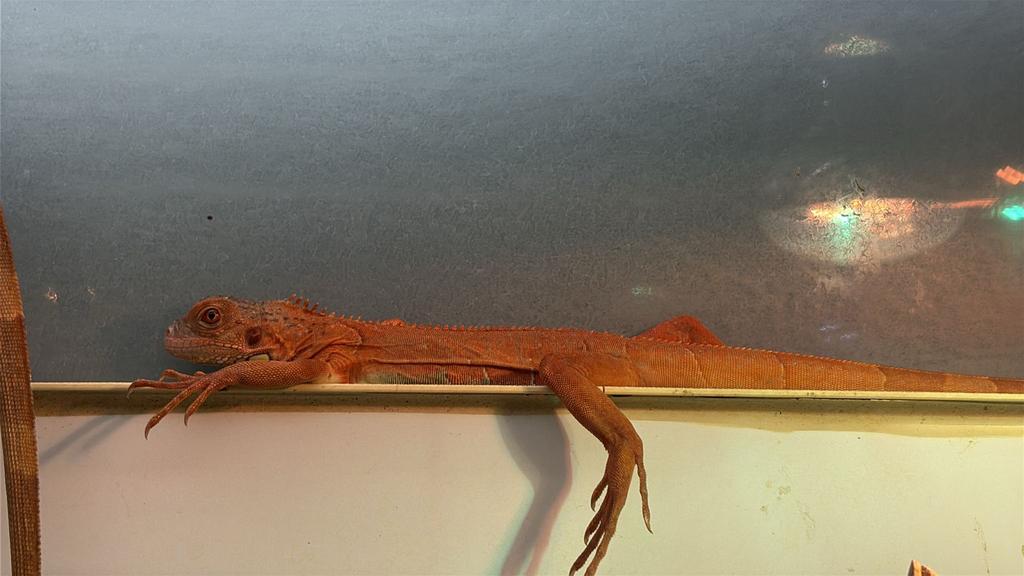 Groene leguanen ,rood,blauw,groen,hypo, Dieren en Toebehoren, Slang, 0 tot 2 jaar