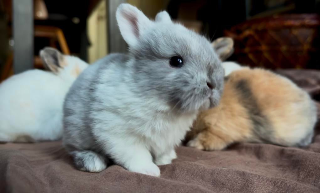 Dwerg konijn, Dieren en Toebehoren, Mannelijk, Dwerg