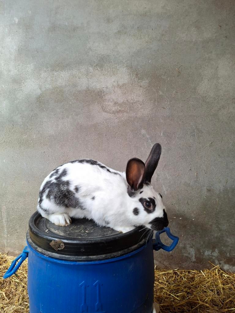 Grote Lotharinger rammen, Dieren en Toebehoren, Konijnen, Mannelijk, Groot
