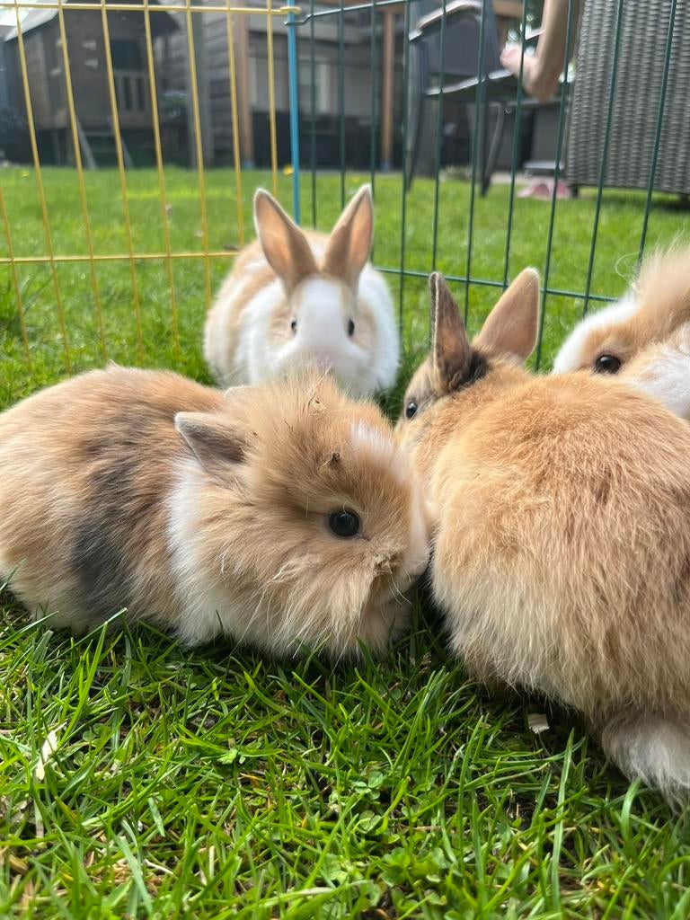 Lieve dwergkonijntjes, Dieren en Toebehoren, Konijnen, Meerdere dieren, Dwerg, 0 tot 2 jaar