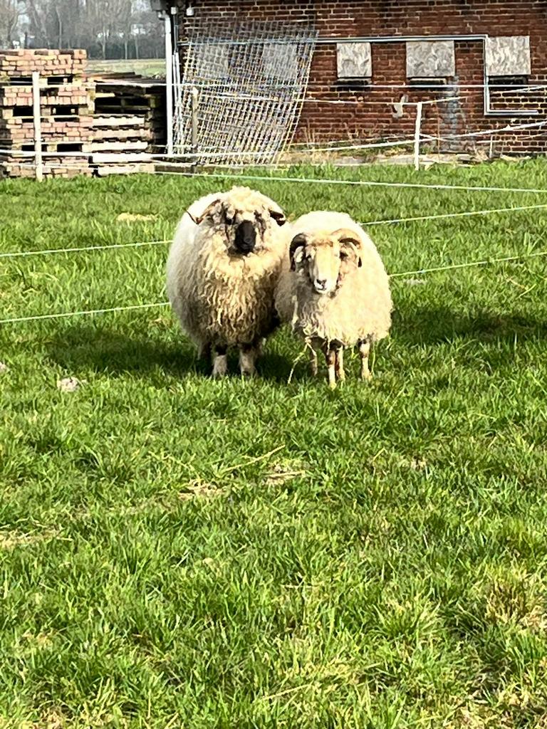 !Met spoed een nieuw huisje gezocht!, Dieren en Toebehoren, Schapen, Geiten en Varkens, Meerdere dieren, Schaap, 3 tot 5 jaar