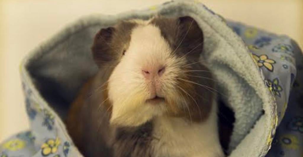 Opvang voor cavia’s of konijnen tijdens het paasweekend, Meerdere dieren