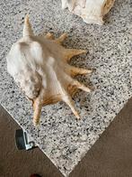 2 Grote Schelpen - 20x30 cm Decoratie, Ophalen, Gebruikt