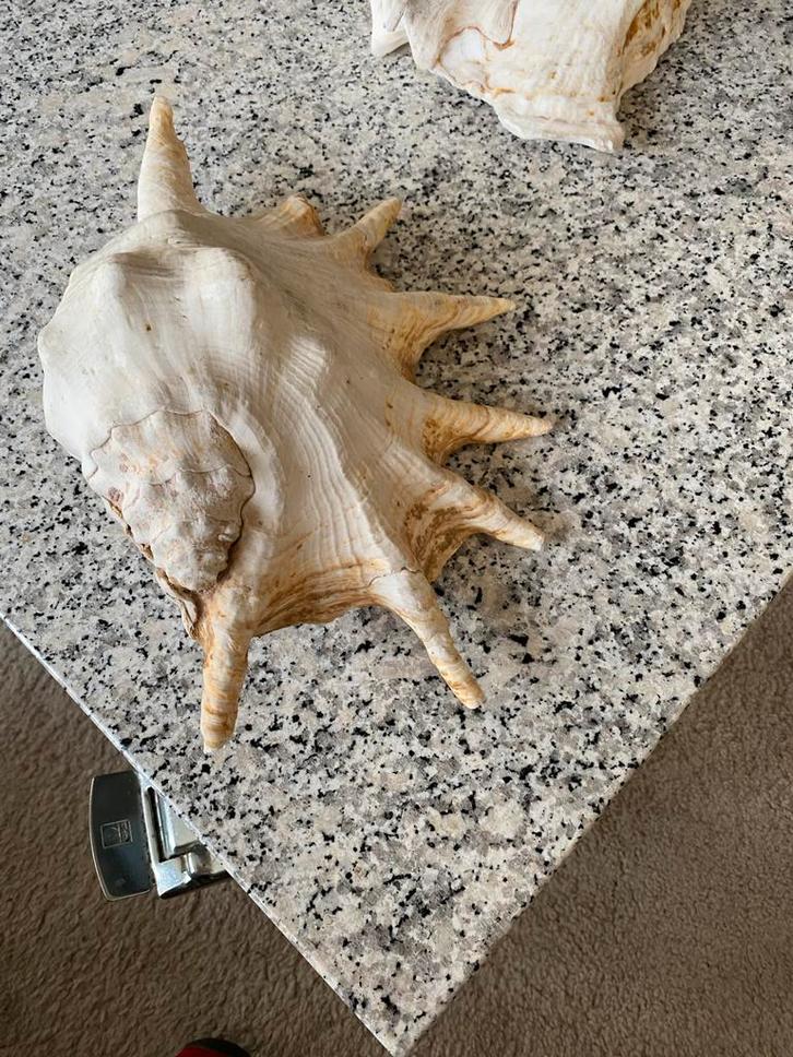 2 Grote Schelpen - 20x30 cm Decoratie, Verzamelen, Overige Verzamelen, Gebruikt, Ophalen