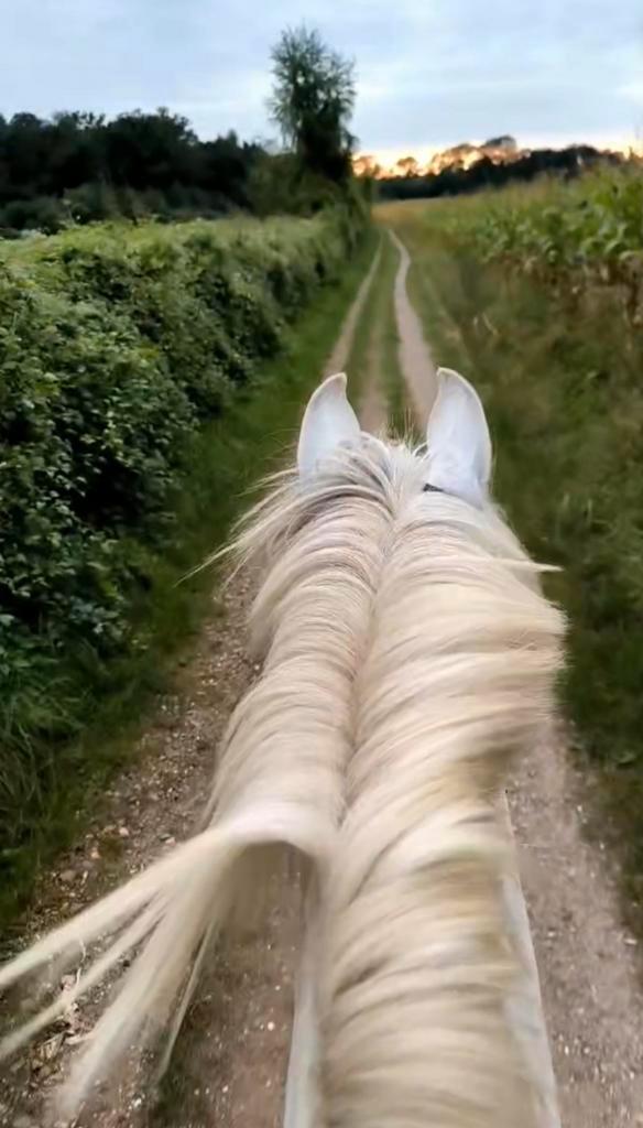 Gezocht - lease/verzorgpony of paard, Dieren en Toebehoren, Paarden en Pony's | Overige Paardenspullen, Ophalen