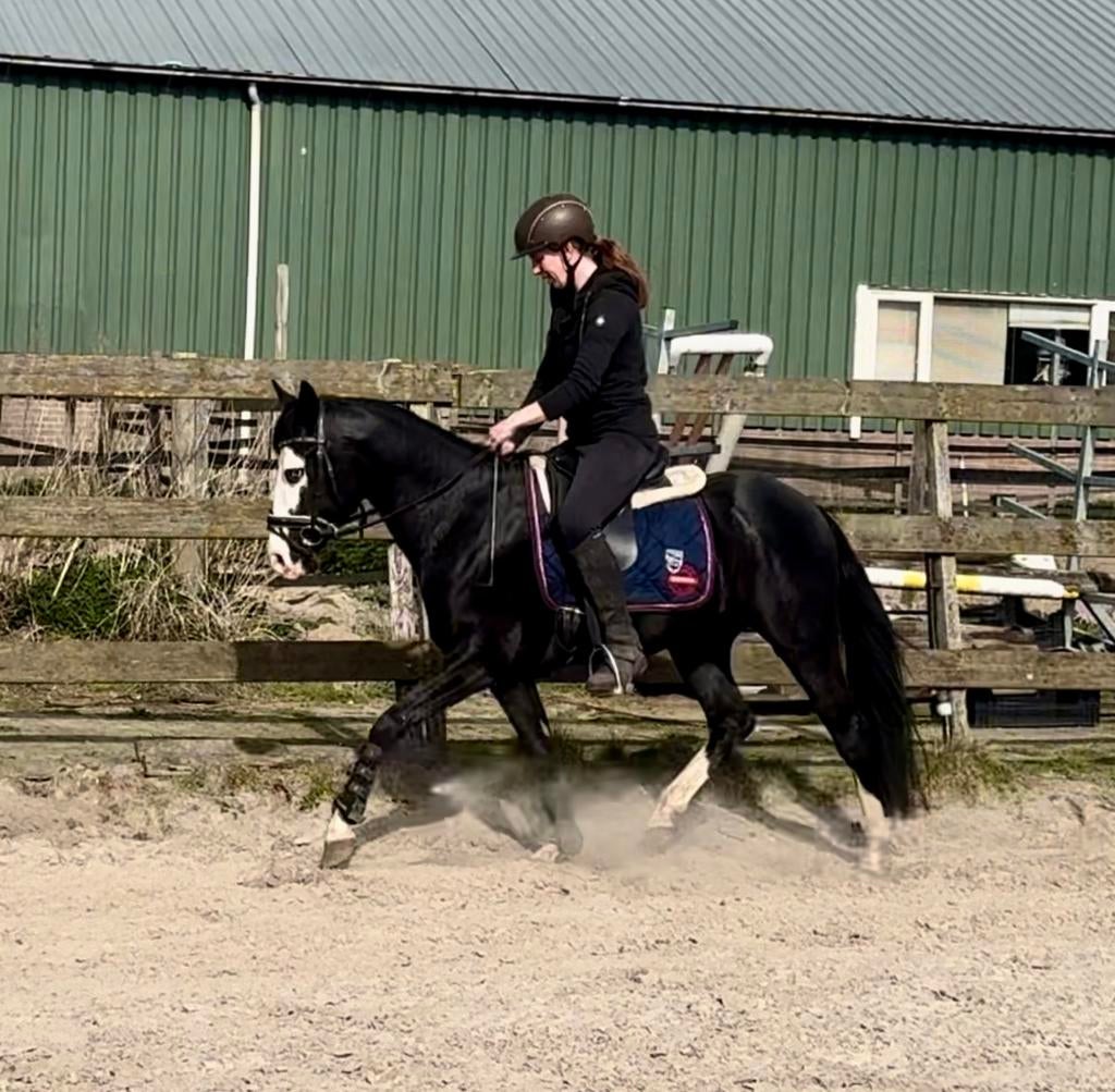 Meerdere paarden/ponys, Met stamboom, Niet van toepassing, Dressuurpaard, 3 tot 6 jaar