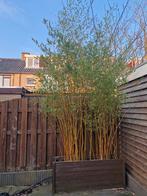 Bamboo plant, Tuin en Terras, Planten | Bomen, Ophalen of Verzenden, Volle zon, Overige soorten