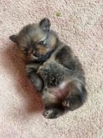 Pomeriaan / dwergkees pups geteste ouders + stamboom!, Dieren en Toebehoren, Honden | Poolhonden, Keeshonden en Oertypen, Parvo
