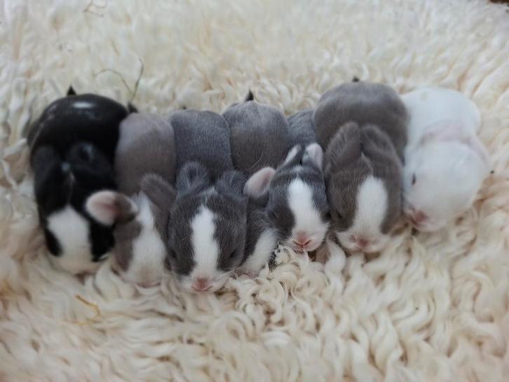 Prachtige minilop/ NHD hangoor dwergkonijntjes, Dieren en Toebehoren, Konijnen, Dwerg, Meerdere dieren, 0 tot 2 jaar, Hangoor