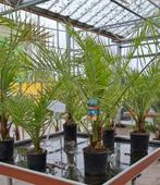 Fhoenix canariensis palmboom., 100 tot 250 cm, Zomer, Palmboom, Ophalen