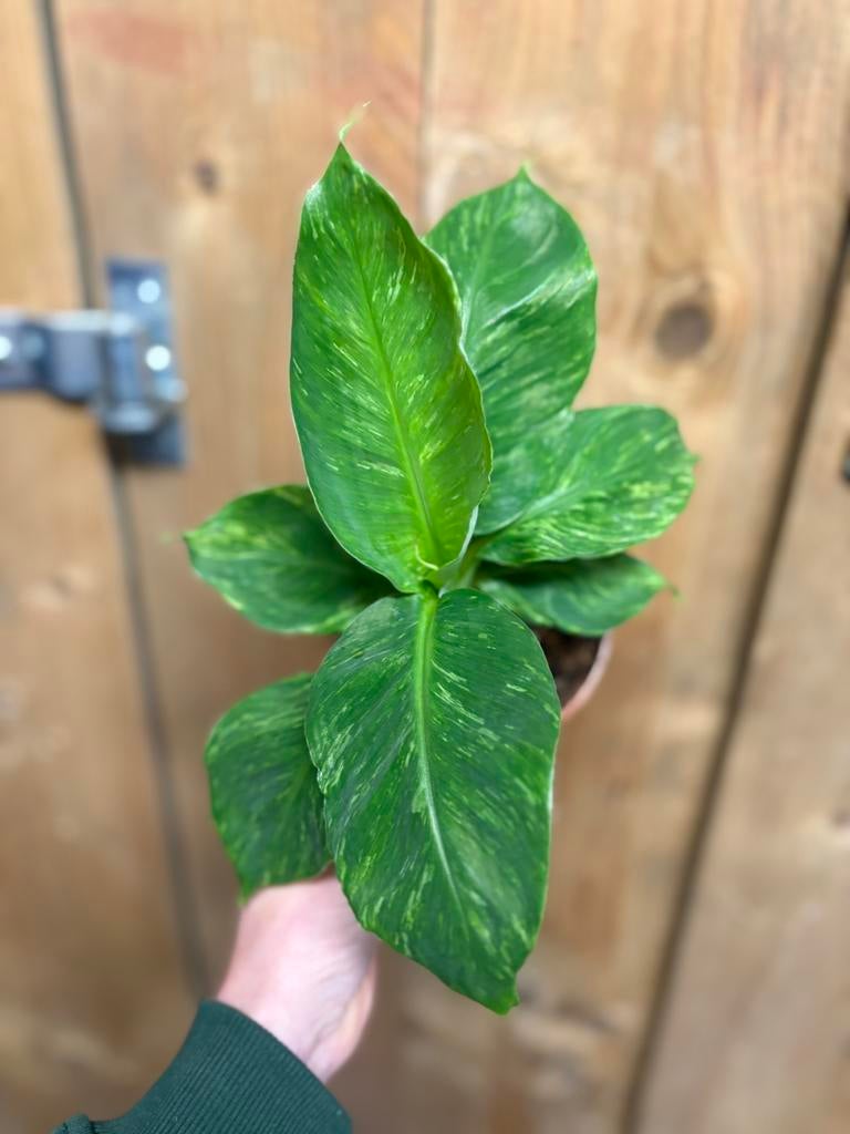 Musa cavendish variegata plant mint albo white flash white, Ophalen of Verzenden, Halfschaduw, Minder dan 100 cm