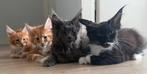 Super lieve Maine Coon kittens met stamboom, Meerdere dieren, Met stamboom, 0 tot 2 jaar