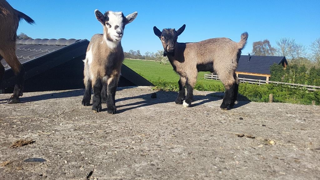 dwerggeiten, jonge bokjes, Mannelijk, Geit, 0 tot 2 jaar